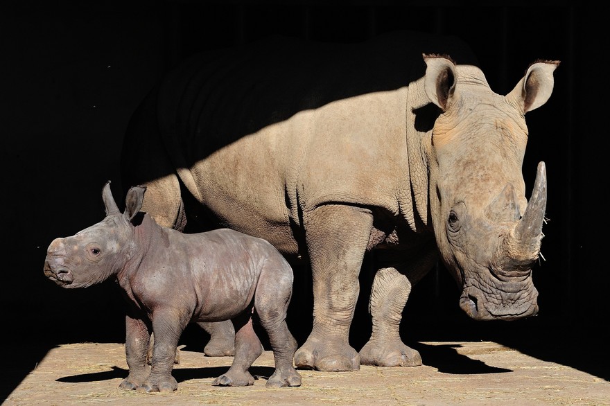 le-bebe-rhinoceros-blanc-