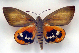 Papillon paysandia 1